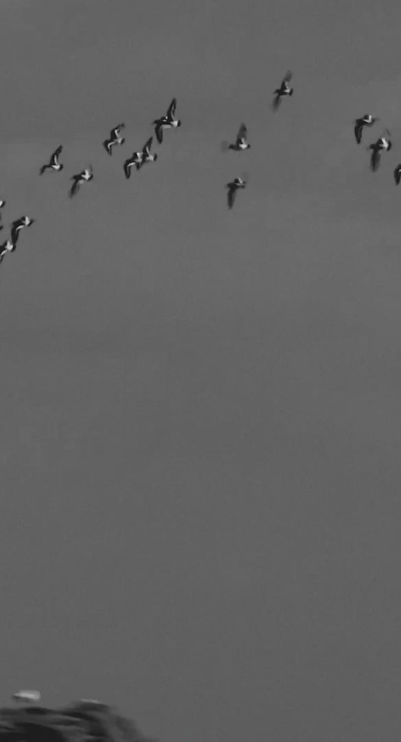 mystic boarding video - urbaneight